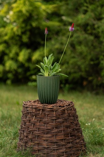 pierwiosnek-primula-vaillin-zielonapara-sadzonka-duza-zdrowa-kolorowe-kwiaty.jpg