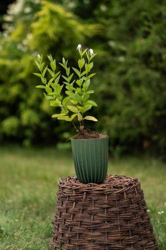 powojnik-calolistny-clematis-integrifolia-zielonapara-sadzonka-duza-zdrowa-niebieskie-kwiaty.jpg