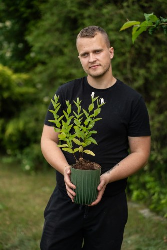 powojnik-calolistny-clematis-integrifolia-zielonapara-sadzonka-duza-zdrowa-niebieskie-kwiaty-2.jpg