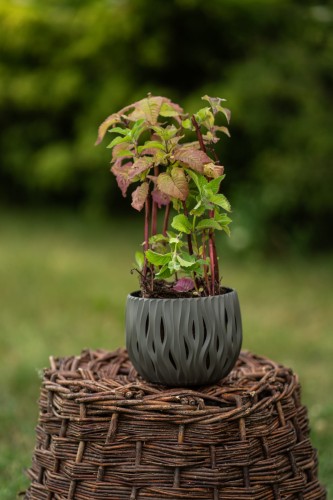 pysznoglowka-branburyego-monarda-bradburiana-rozowoliliowe-kwiaty-aromatyczna-miododajna-bylina-sadzonka-sadzonki-zielona-para-zielonapara