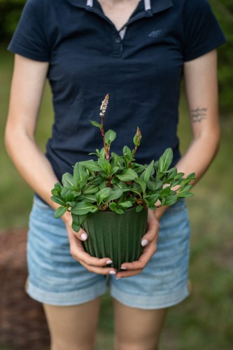 rdest-persicaria-bistorta-zielonapara-sadzonka-duza-zdrowa-rozowe-kwiaty-3.jpg