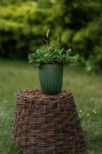 rdest-persicaria-bistorta-zielonapara-sadzonka-duza-zdrowa-rozowe-kwiaty.jpg