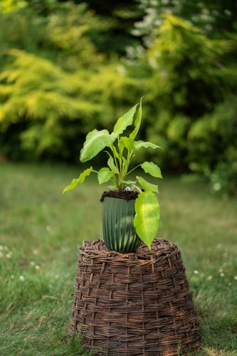 rdest-persicaria-amplexicaulis-golden-arrows-zielonapara-sadzonka-duza-zdrowa-zolte-liscie-czerwone-kwiaty.jpg