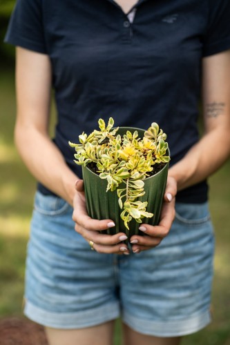 rozchodnik-kamczacki-sedum-kamtschaticum-the-edge-zielonapara-sadzonka-duza-zdrowa-zolto-pomarcowe-kwiaty