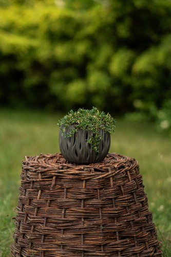 slonecznica-sundella-lime-sanvitalia-procumbens-zoltozielone-kwiaty-roslina-okrywowa-balkonowa-sadzonka-sadzonki-zielona-para-zielonapara