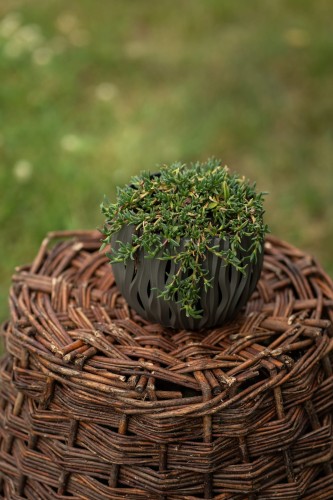 slonecznica-zestaw-3-kolorow-sanvitalia-procumbens-mix-barw-roslina-okrywowa-balkonowa-sadzonka-sadzonki-zielona-para-zielonapara