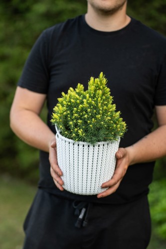 swierk-bialy-picea-glauca-daisys-white-zielonapara-sadzonka-duza-zdrowa-jasne-mlode-przyrosty