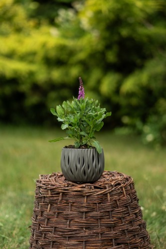 szalwia-omszona-pink-friesland-salvia-nemorosa-rozowe-kwiaty-wyraziste-kolosci-sadzonka-sadzonki-zielona-para-zielonapara