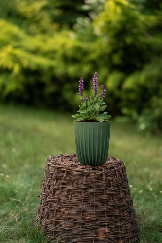szalwia-omszona-synchro-pink-salvia-nemorosa-rozowe-kwiaty-kompaktowa-sadzonka-sadzonki-zielona-para-zielonapara
