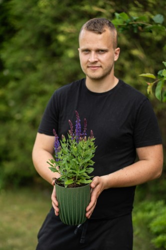 szalwia-omszona-salvia-nemorosa-sensation-medium-violet-zielonapara-sadzonka-duza-zdrowa-fioletowe-kwiaty
