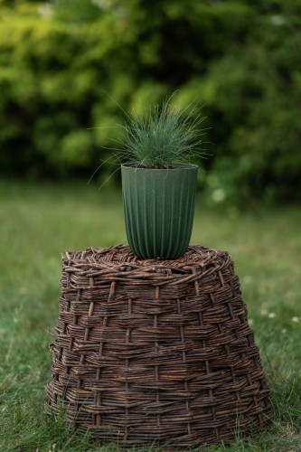 szczotlicha-siwa-koeleria-glauca-spiky-blue-zielonapara-sadzonka-duza-zdrowa-sine-kwiatostany.jpg