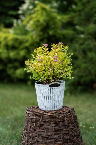 tawula-spiraea-ogon-zielonapara-sadzonka-duza-zdrowa-zlociste-liscie-biale-kwiaty