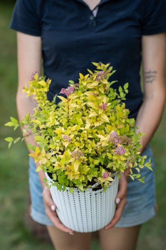 tawula-japonska-spiraea-japonica-firelight-zielonapara-sadzonka-duza-zdrowa-zolte-liscie-rozowe-kwiaty.jpg