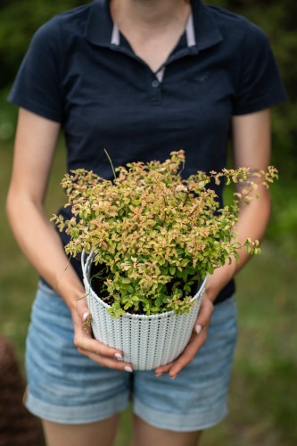 tawula-nipponska-spiraea-nipponica-gerlves-rainbow-zielonapara-sadzonka-duza-zdrowa-zoltozielone-liscie-rozowe-kwiaty