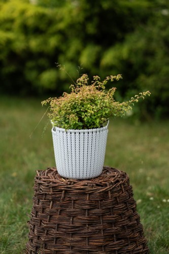 tawula-nipponska-spiraea-nipponica-gerlves-rainbow-zielonapara-sadzonka-duza-zdrowa-zoltozielone-liscie-rozowe-kwiaty