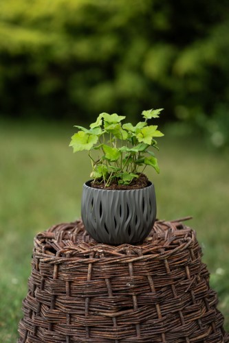 tiarella-sercolistna-tiarella-cordifolia-zielonapara-sadzonka-duza-zdrowa-biale-kwiaty.jpg