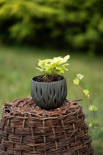 tiarella-wheryego-tiarella-wherryi-zielonapara-sadzonka-duza-zdrowa-biale-kwiaty.jpg