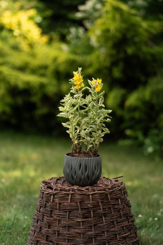 tojesc-kropkowana-lysimachia-punctata-zielonapara-sadzonka-duza-zdrowa-zolte-kwiaty-variegata.jpg