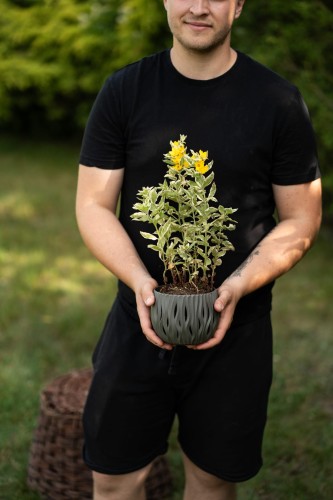 tojesc-kropkowana-lysimachia-punctata-zielonapara-sadzonka-duza-zdrowa-zolte-kwiaty-variegata-2.jpg