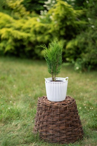 tuja-zachodnia-thuja-occidentalis-holmstrup-zielonapara-sadzonka-duza-zdrowa-waskokolumnowy-pokroj