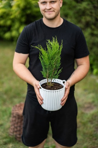 tuja-zachodnia-thuja-occidentalis-holmstrup-zielonapara-sadzonka-duza-zdrowa-waskokolumnowy-pokroj