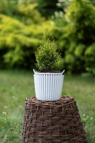 tuja-zachodnia-thuja-occidentalis-smaragd-witbont-zielonapara-sadzonka-duza-zdrowa-pstre-bialozielone-iglaki
