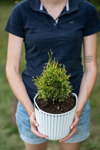 tuja-zachodnia-thuja-occidentalis-smaragd-witbont-zielonapara-sadzonka-duza-zdrowa-pstre-bialozielone-iglaki