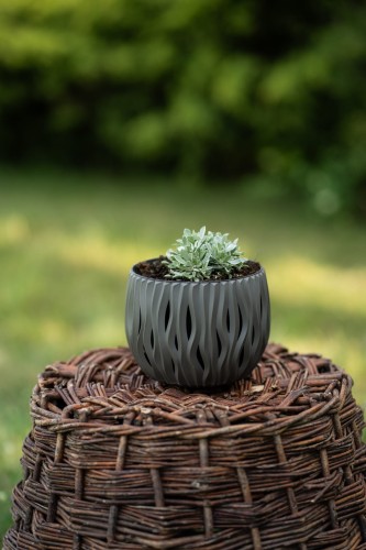ukwap-dwupienny-antennaria-dioica-zielonapara-sadzonka-duza-zdrowa-rozowe-i-biale-kwiaty