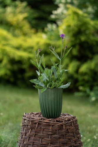 werbena-patagonia-verbena-bonariensis-bonnie-blue-zielonapara-sadzonka-duza-zdrowa-niebiesko-fioletowe-kwiaty