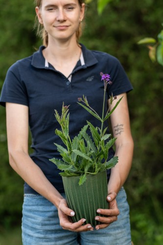 werbena-patagonia-verbena-bonariensis-bonnie-blue-zielonapara-sadzonka-duza-zdrowa-niebiesko-fioletowe-kwiaty