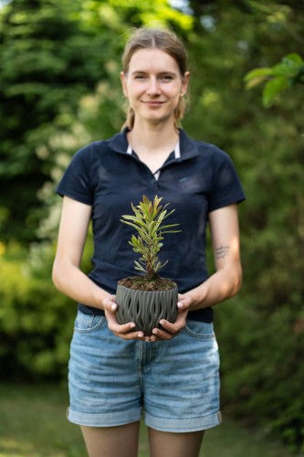 wilczomlecz-tasmanian-tiger-euphorbia-characias-variegata-pstre-liscie-kremowozielone-kwiaty-dekoracyjna-bylina-sadzonka-sadzonki-zielona-para-zielonapara