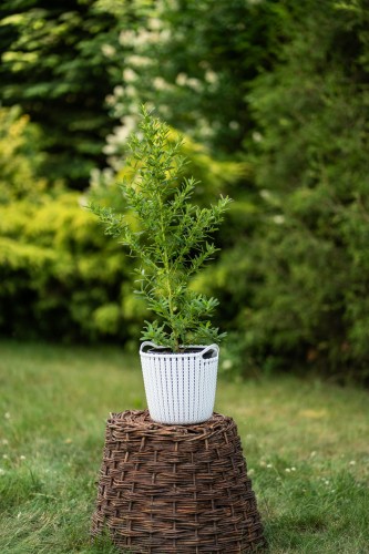 zarnowiec-cytisus-scoparius-zielonapara-sadzonka-duza-zdrowa-zolte-kwiaty