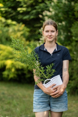 zarnowiec-cytisus-scoparius-zielonapara-sadzonka-duza-zdrowa-zolte-kwiaty