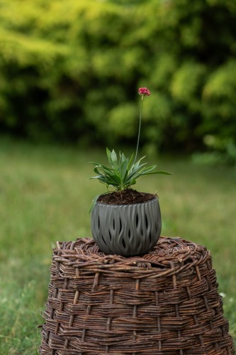 zawciag-nadmorski-armeria-maritima-ballerina-red-zielonapara-sadzonka-duza-zdrowa-czerwone-kwiaty.jpg
