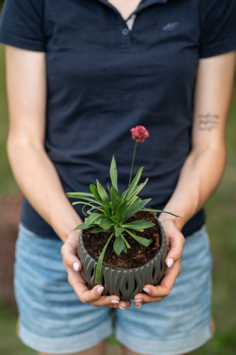 zawciag-nadmorski-armeria-maritima-ballerina-red-zielonapara-sadzonka-duza-zdrowa-czerwone-kwiat.jpg
