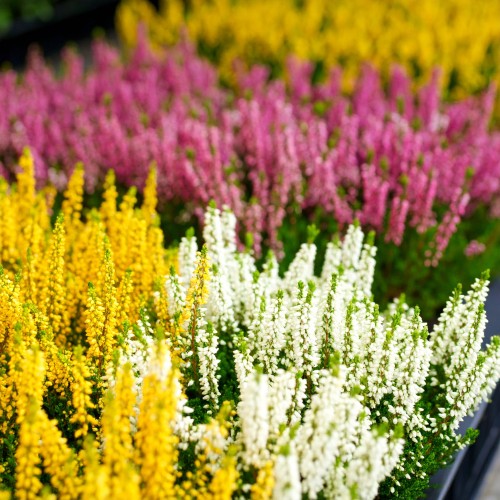 Zestaw trzech wrzosów (żółty, biały i różowy)