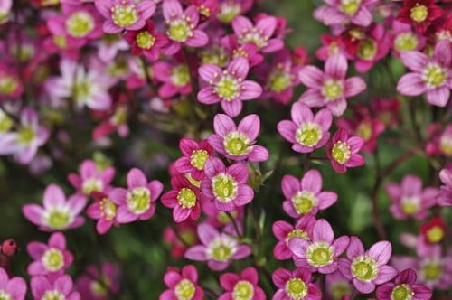 skalnica-arendsa-saxifraga-arendsii-alpino-early-rose-zielonapara-sadzonka-duza-zdrowa-rozowe-kwiaty