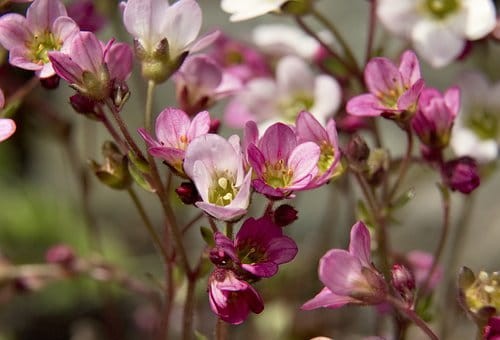 skalnica-arendsa-saxifraga-arendsii-alpino-early-rose-zielonapara-sadzonka-duza-zdrowa-rozowe-kwiaty