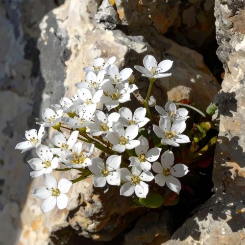 skalnica-arendsa-saxifraga-arendsii-alpino-early-lime-zielonapara-sadzonka-duza-zdrowa-limonkowe-kwiaty