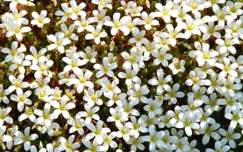 skalnica-arendsa-saxifraga-arendsii-alpino-early-lime-zielonapara-sadzonka-duza-zdrowa-limonkowe-kwiaty