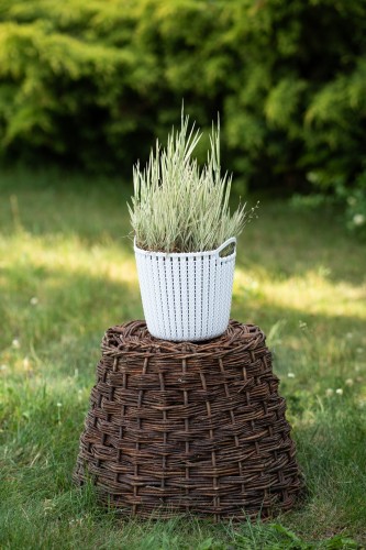 klosowka-miekka-holcus-mollis-jackdaws-cream-zielonapara-sadzonka-duza-zdrowa-pstre-kremowo-zielone-liscie