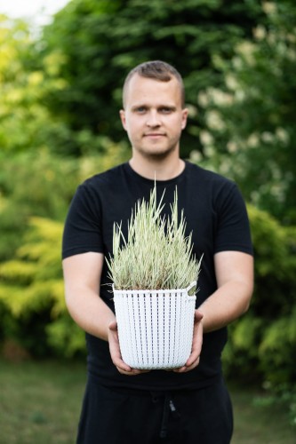 klosowka-miekka-holcus-mollis-jackdaws-cream-zielonapara-sadzonka-duza-zdrowa-pstre-kremowo-zielone-liscie