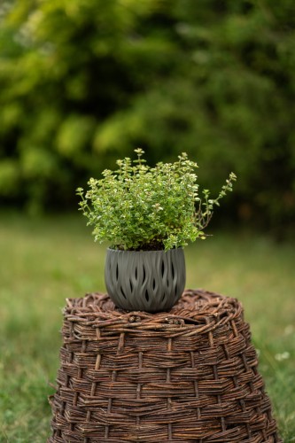 oregano-lebiodka-pospolita-origanum-vulgare-zielonapara-sadzonka-duza-zdrowa-aromatyczne-liscie-fioletowe-kwiaty