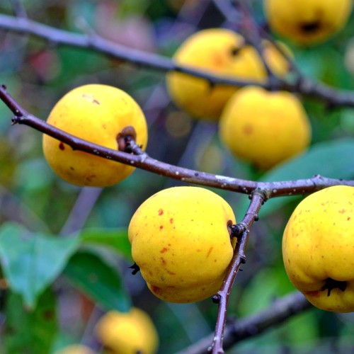 pigwowiec-japonski-chaenomeles-japonica-fire-dance-zielonapara-sadzonka-duza-zdrowa-czerwone-kwiaty-jadalne-owoce