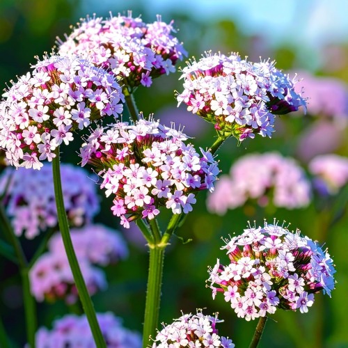 kozlek-lekarski-valeriana-officinalis-rozowobiale-kwiaty-lecznicza-miododajna-bylina-sadzonka-sadzonki-zielona-para-zielonapara
