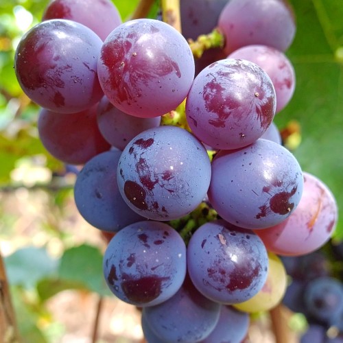winogron-winorosl-konkord-rosyjski-vitis-labrusca-ciemne-owoce-mrozoodporna-pnacze-sadzonka-sadzonki-zielona-para-zielonapara