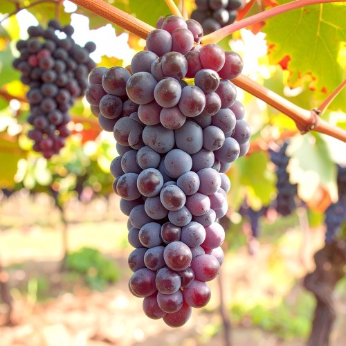 winogron-winorosl-konkord-rosyjski-vitis-labrusca-ciemne-owoce-mrozoodporna-pnacze-sadzonka-sadzonki-zielona-para-zielonapara