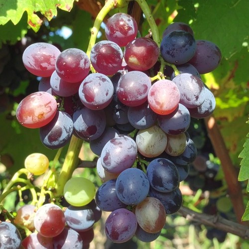 winogron-winorosl-jupiter-vitis-vinifera-bezpestkowe-ciemne-owoce-odmiana-deserowa-sadzonka-sadzonki-zielona-para-zielonapara