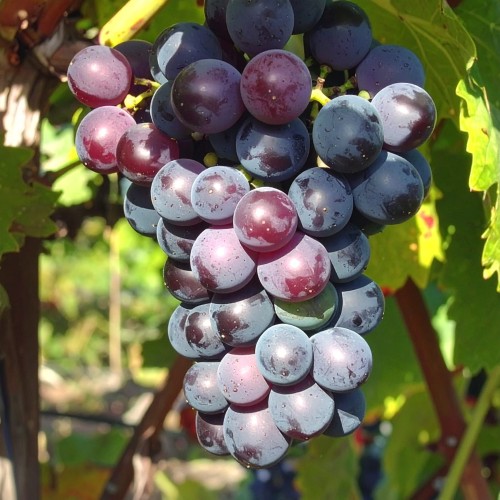 winogron-winorosl-jupiter-vitis-vinifera-bezpestkowe-ciemne-owoce-odmiana-deserowa-sadzonka-sadzonki-zielona-para-zielonapara