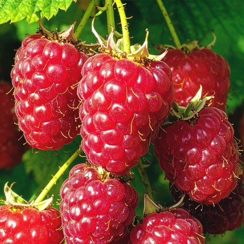 malinojezyna-rubus-loganobaccus-zielonapara-sadzonka-duza-zdrowa-jadalne-owoc.jpg
